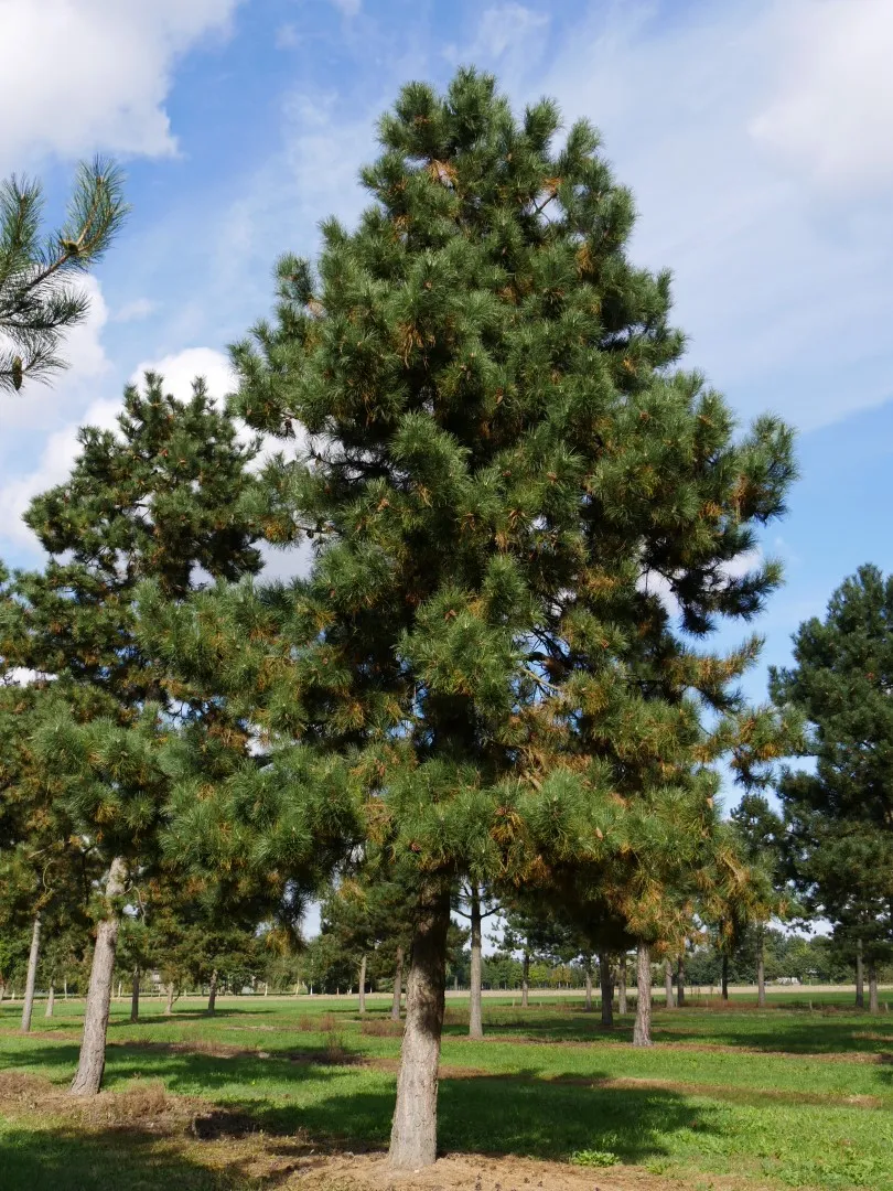 foto pinus nigra