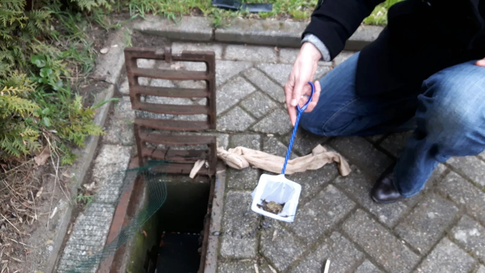 foto uit kolk geredde kikker