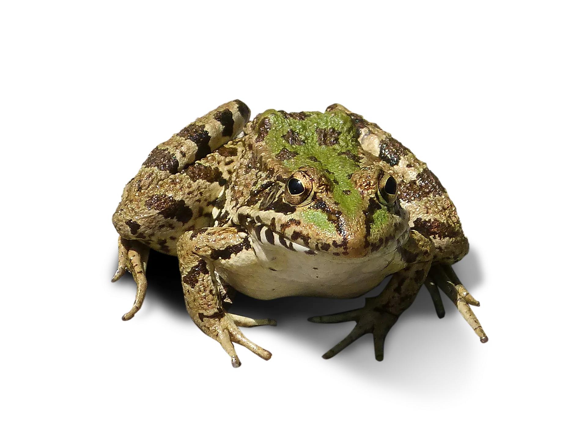 frog g810bbdbf5 1920