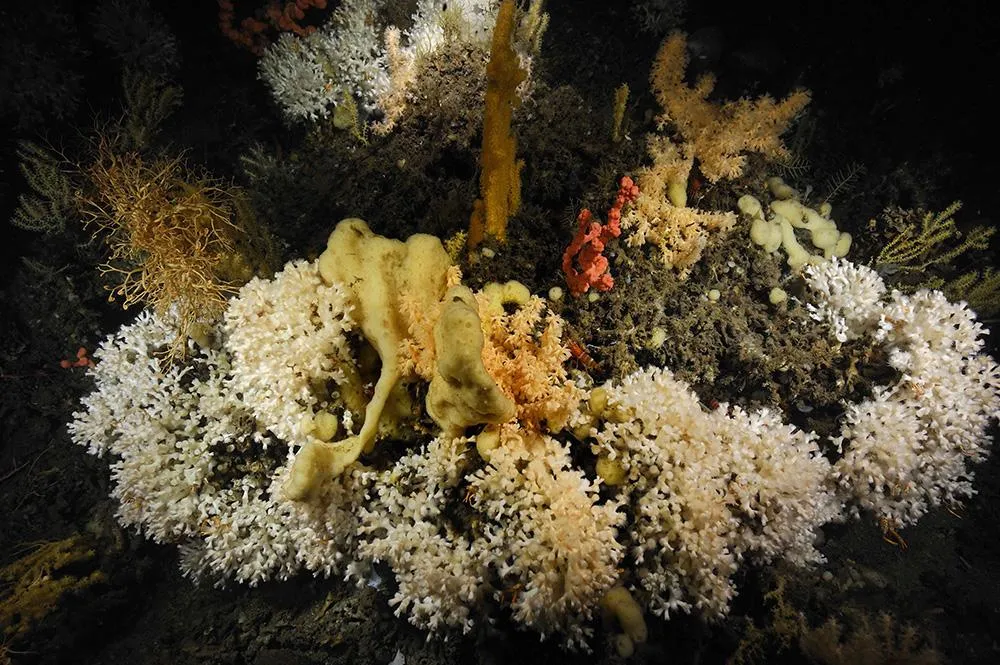 geo paginabreed koralen2