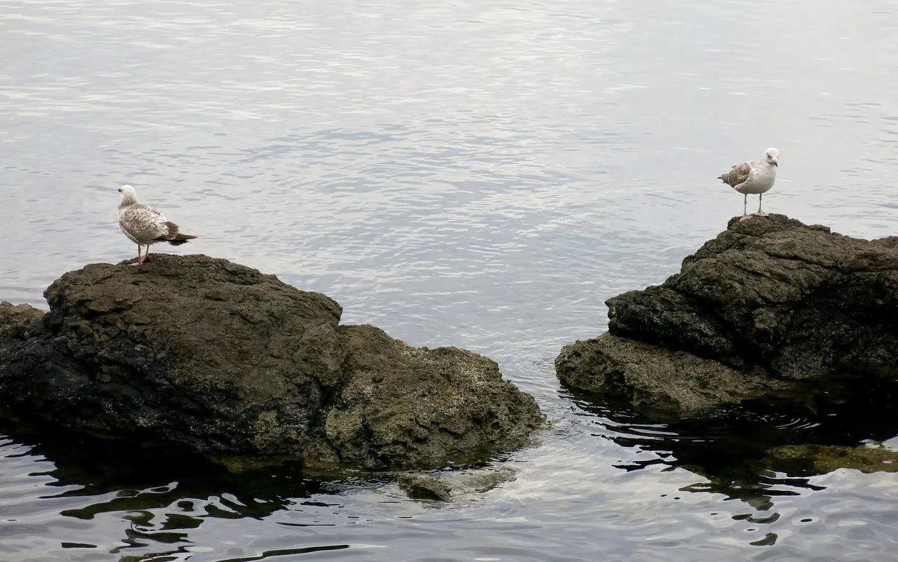gulls 510574 1280 1