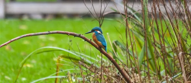 ijsvogel oude hortus1 credit daniel liefhebber