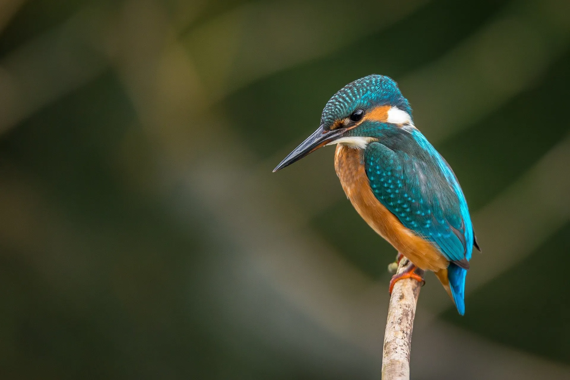 kingfisher 983944 1920