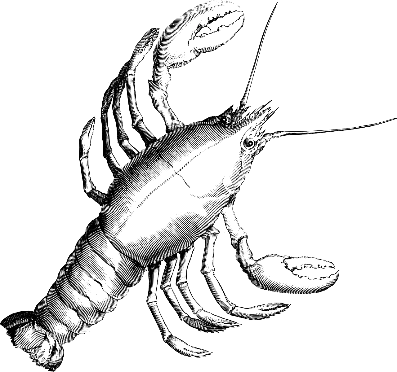 lobster 161812 1280