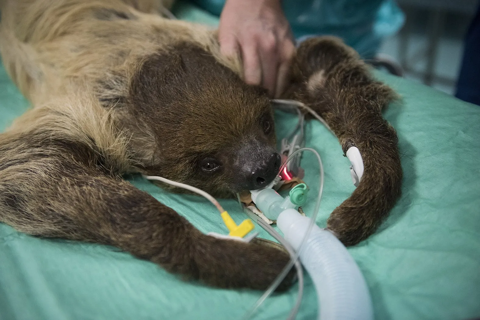 luiaard onder narcose