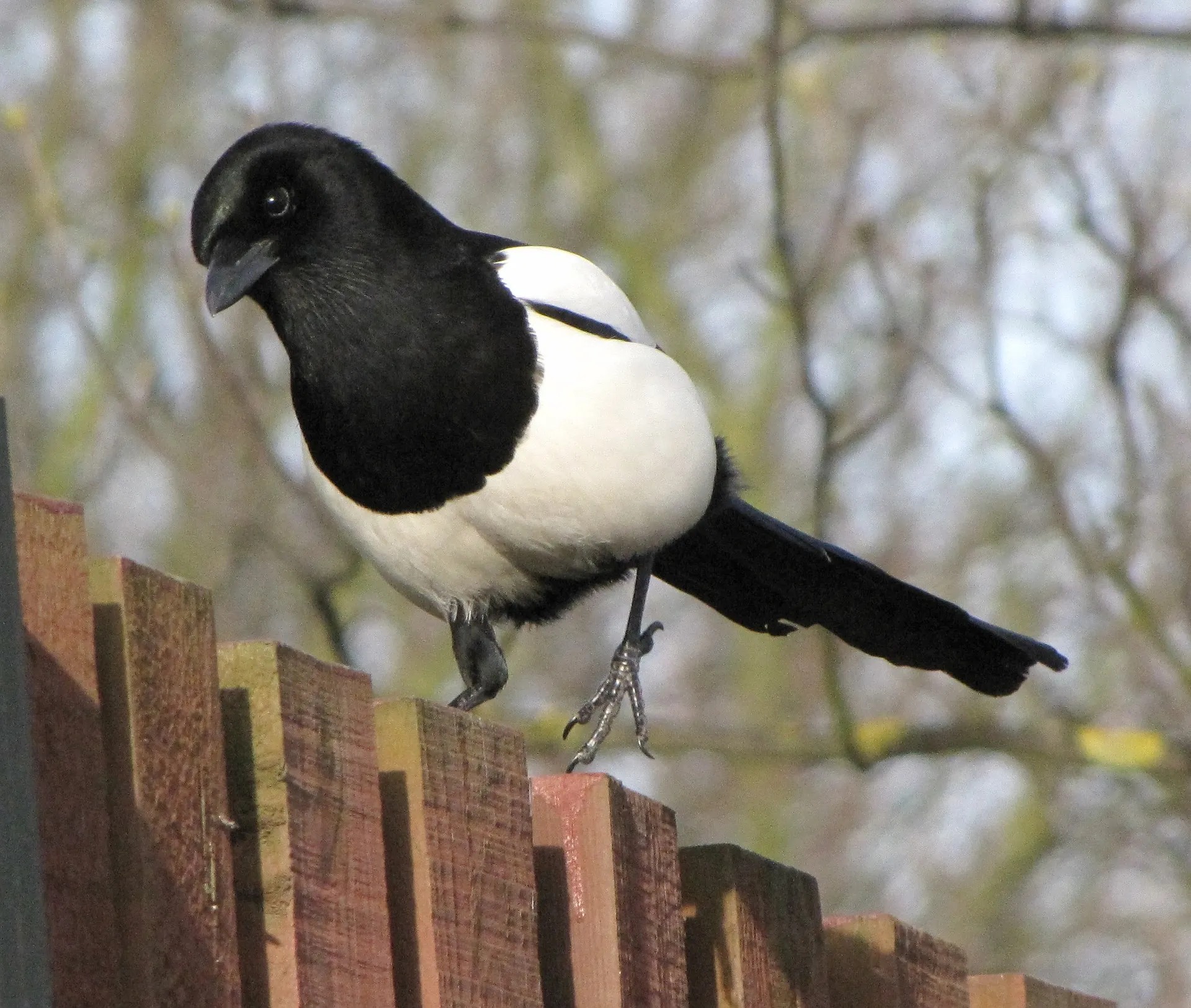 magpie 600266 1920