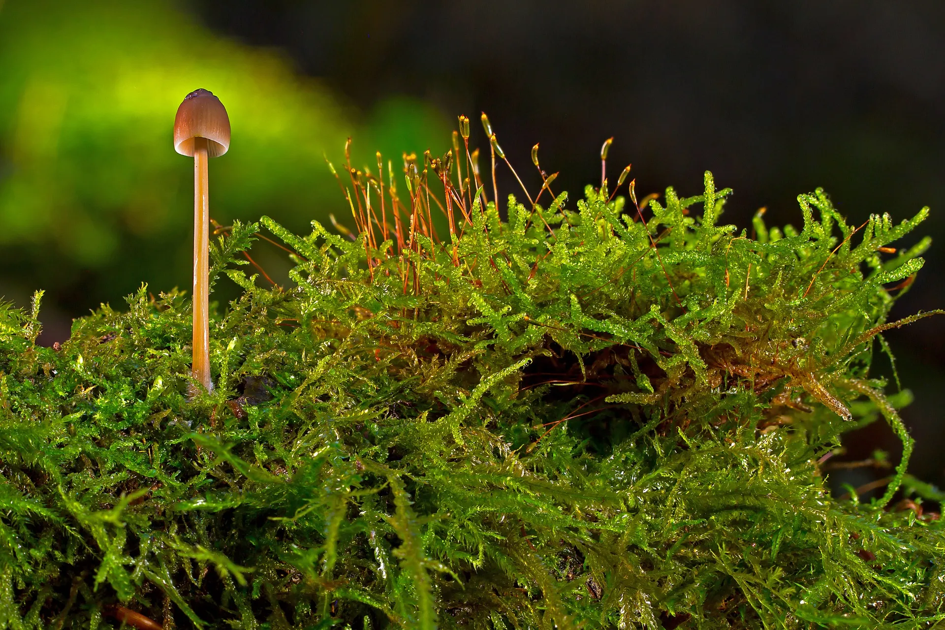 mushroom 3810276 1920