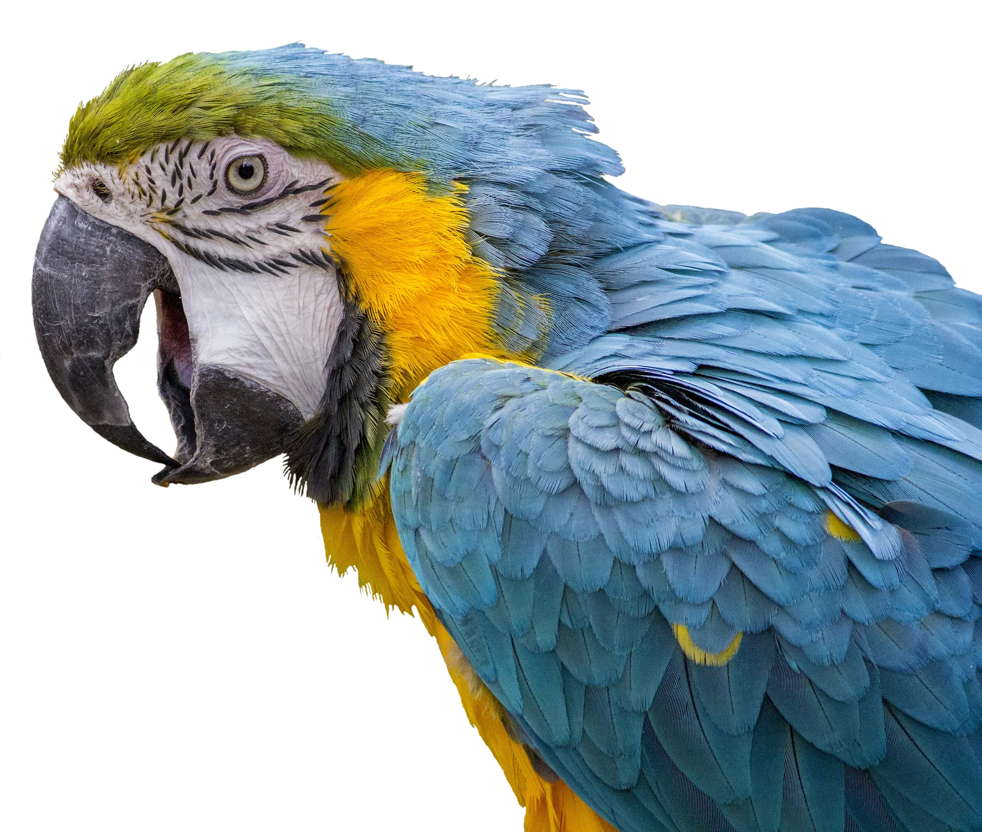 parrot 3089349 1920