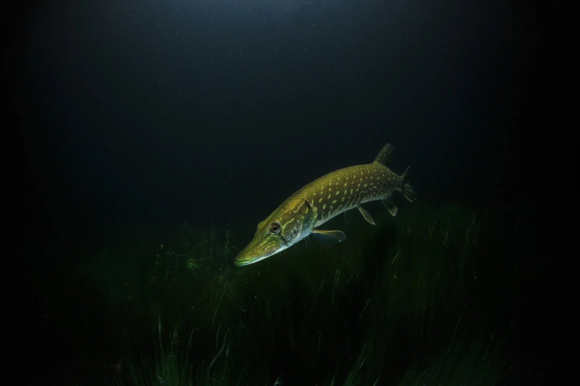 pike 2276178 1920