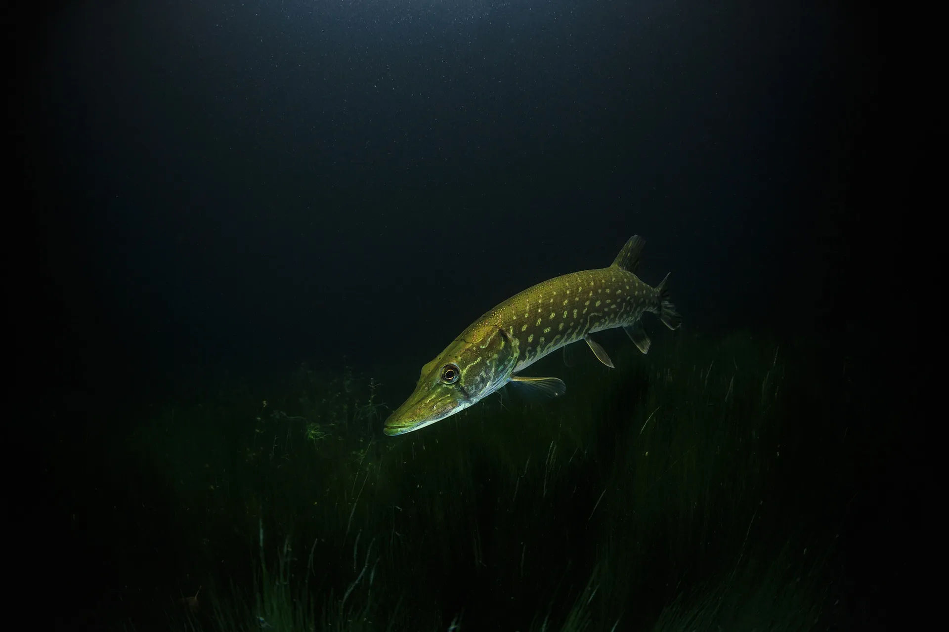 pike 2276178 1920