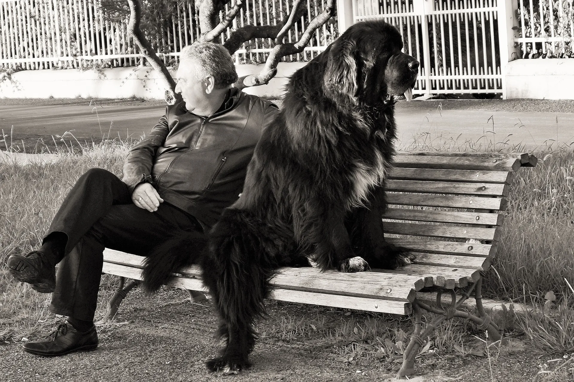 qualities dog mans best friend 1546801 1920