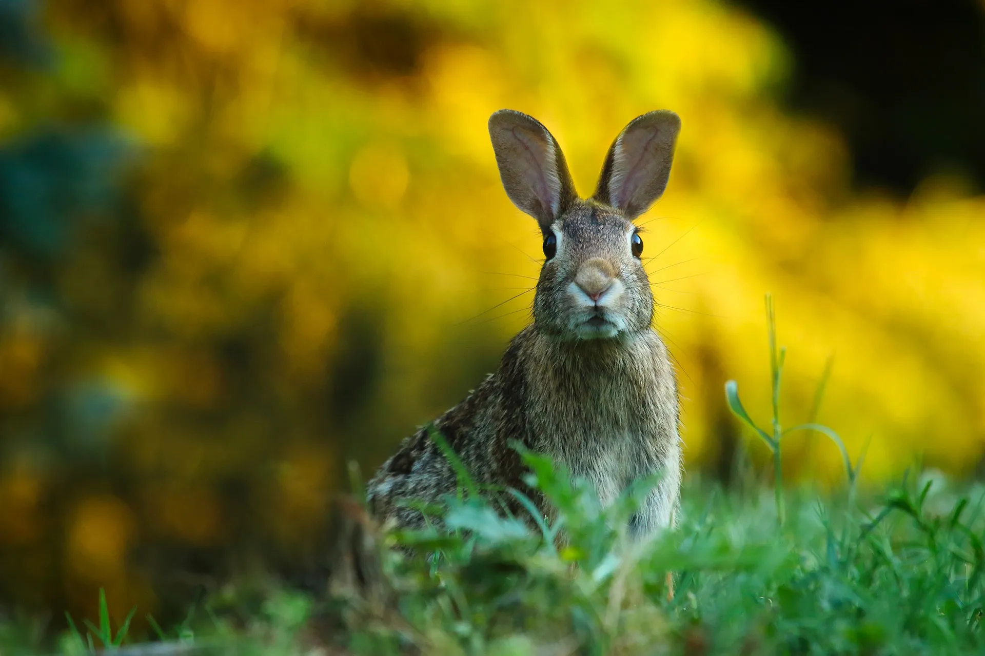 rabbit ga73970f62 1920