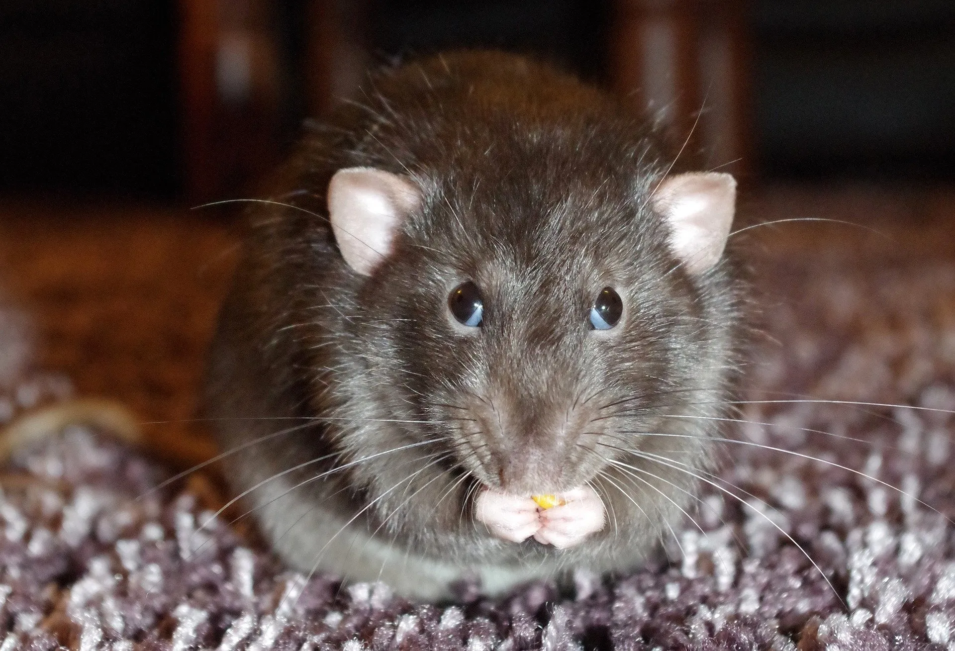 rat 1208429 1920