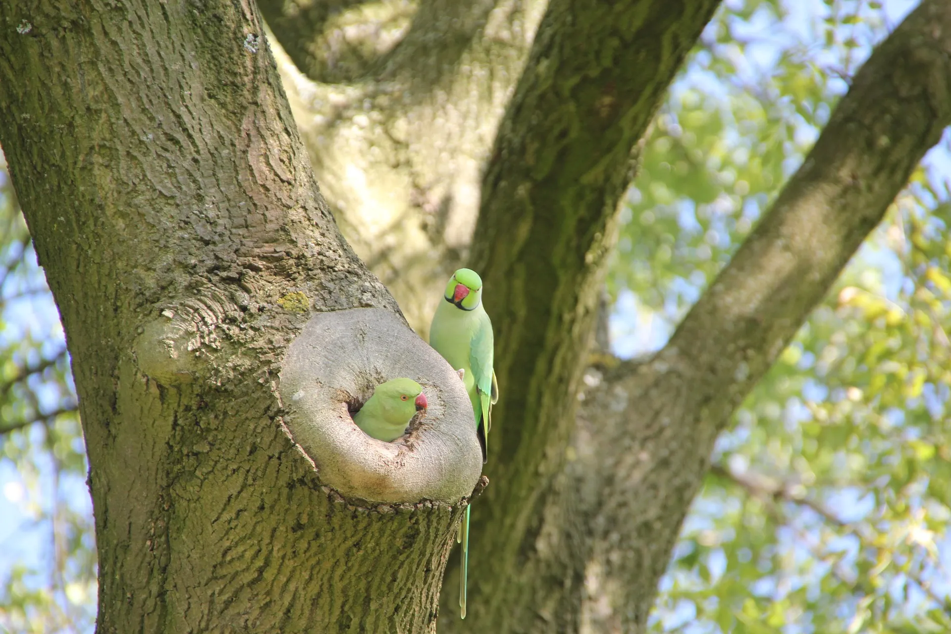 ring necked parakeet g801b3cb46 1920