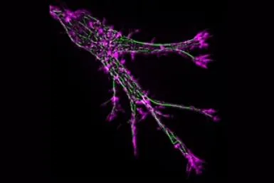 science publication akhmanova bouchet dev cell 04