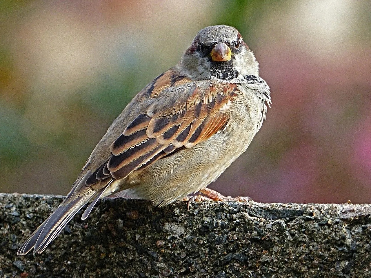 sparrow 1733861 1280