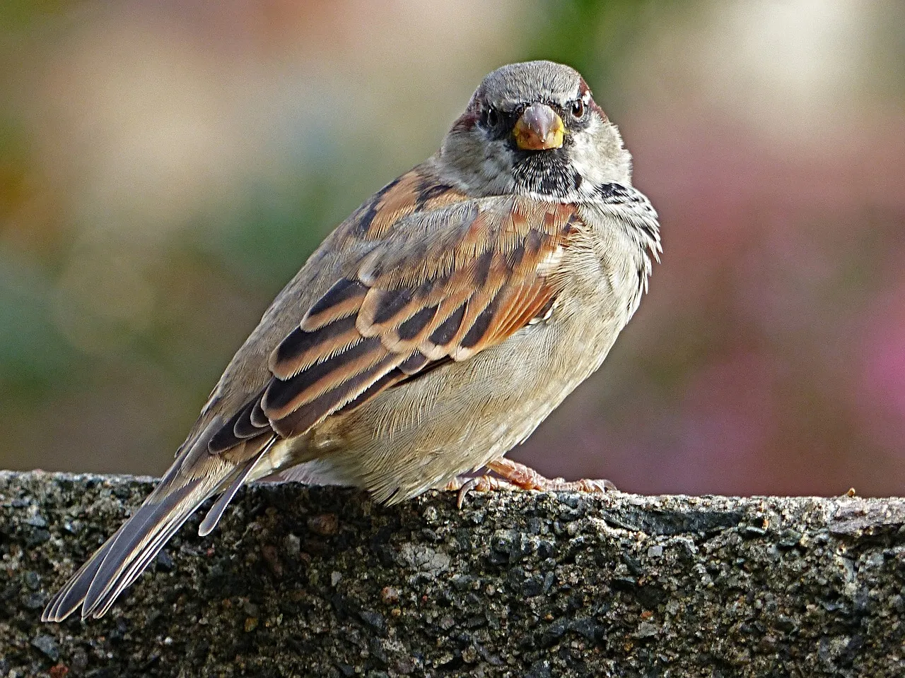 sparrow 1733861 1280