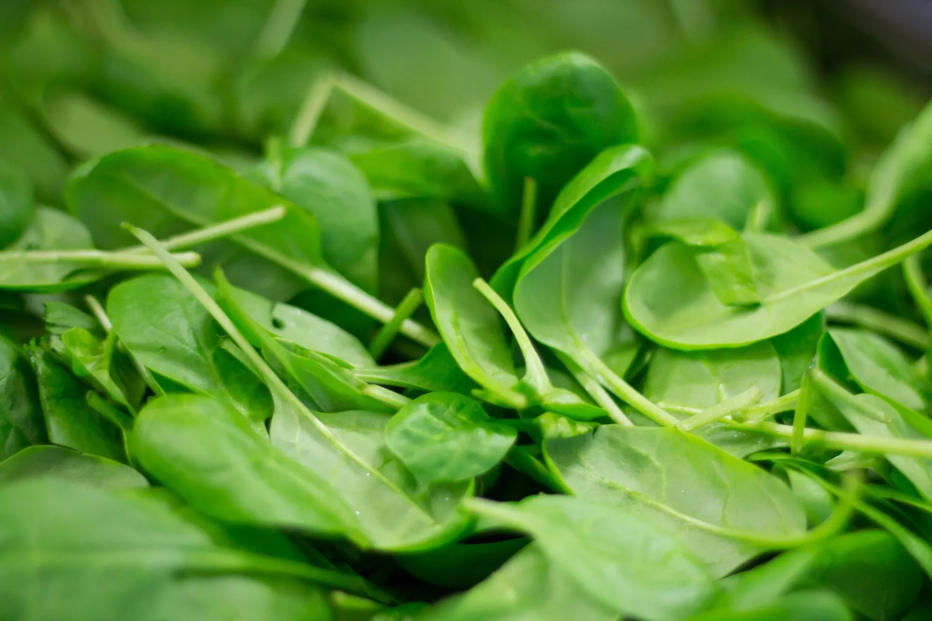 spinach 2216967 1920