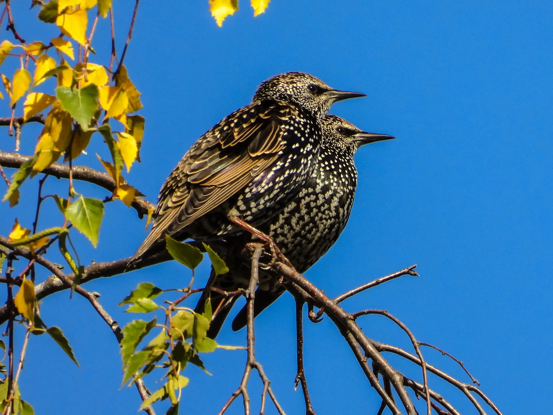 starlings g3f727b30e 1920