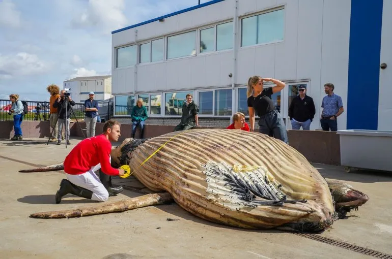 stranding bultrug
