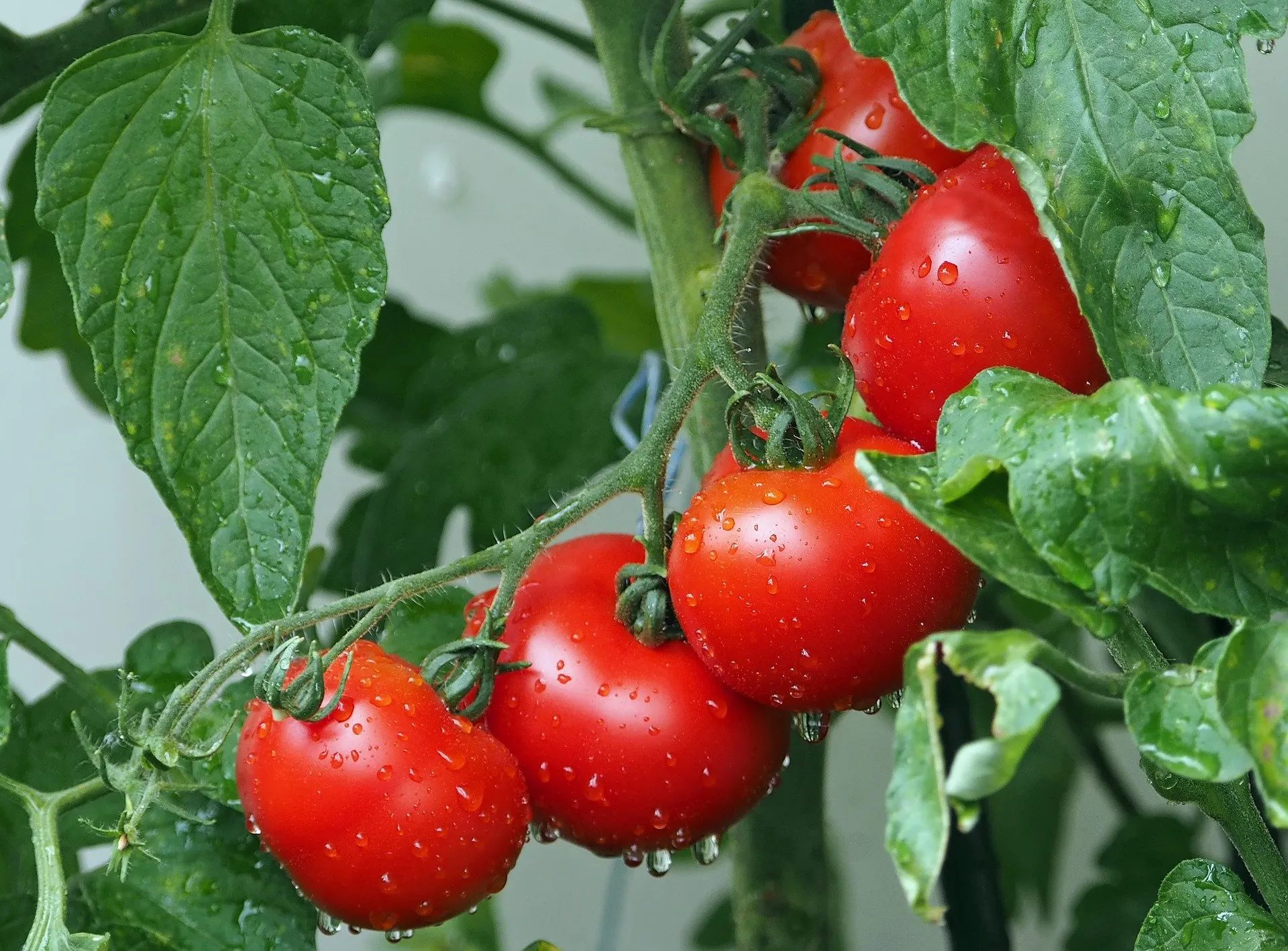 tomatoes 1561565 1920