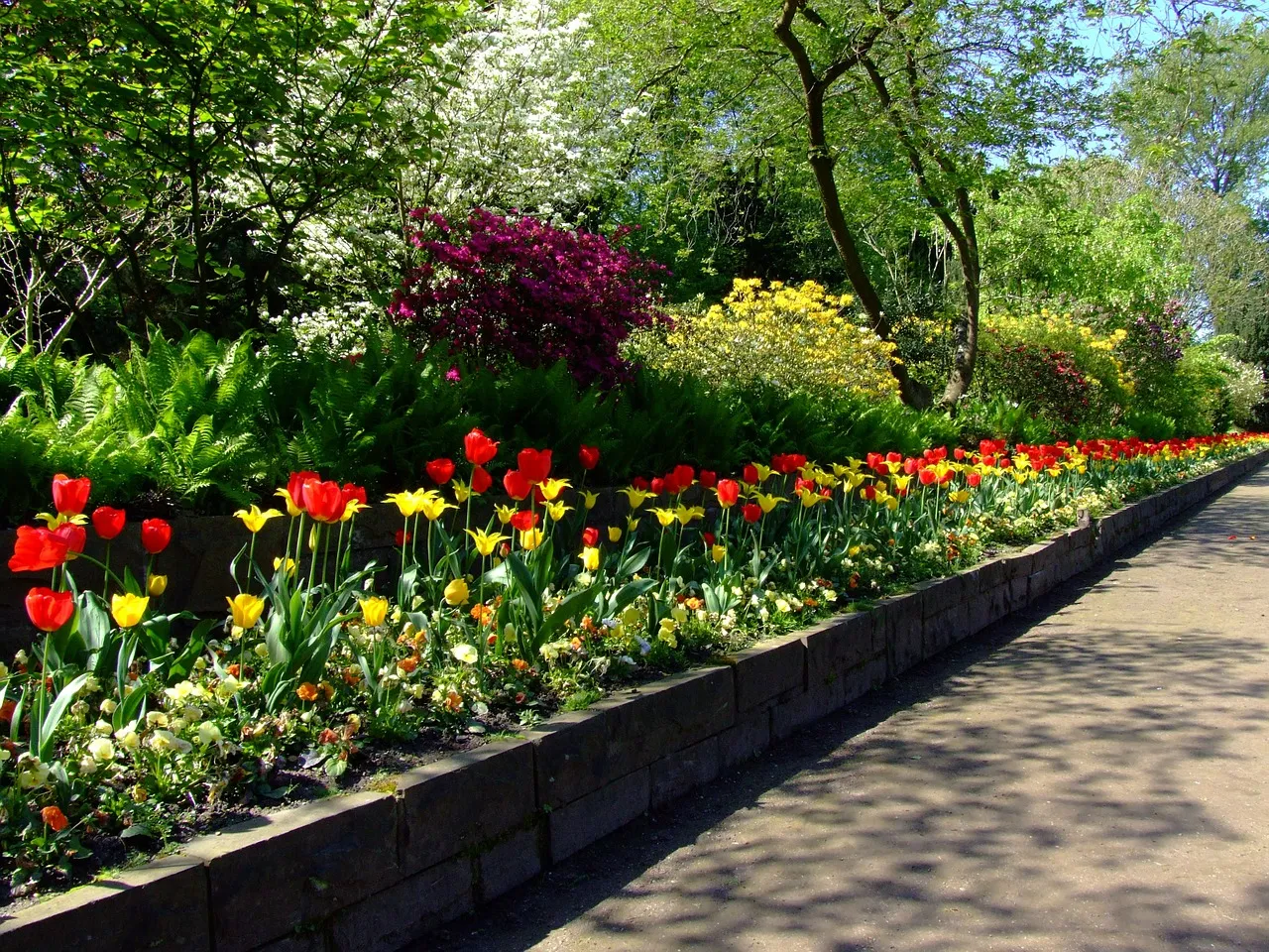 tulips 174596 1280