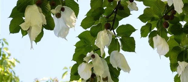 vaantjesboom