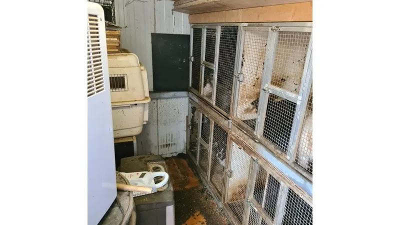 verwaarsloosde dieren