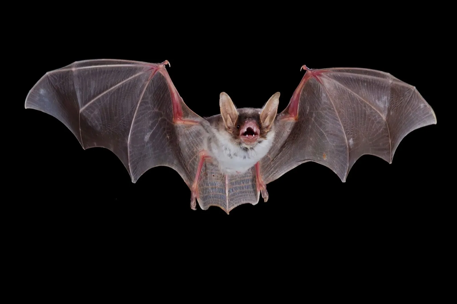 vleermuis vleermuizen 0