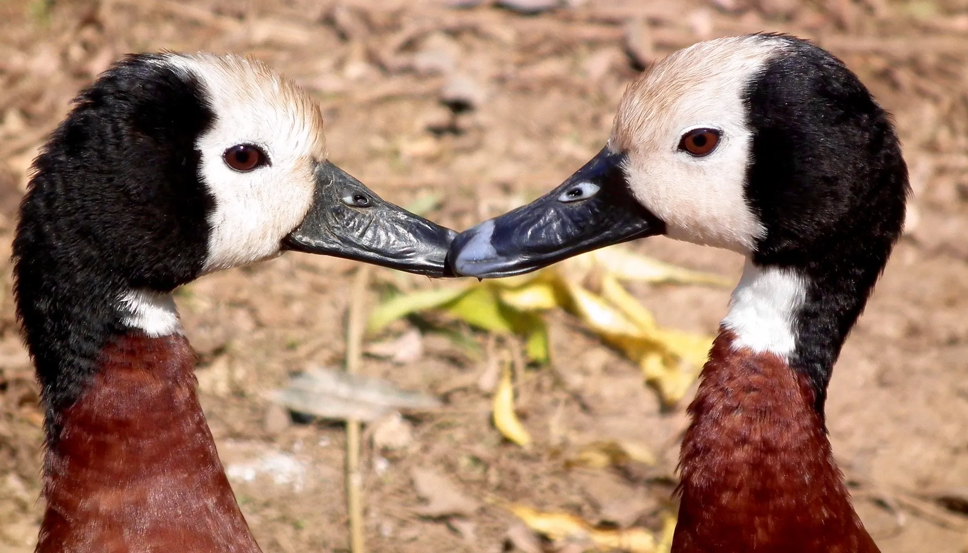 white faced 103012 1920 1