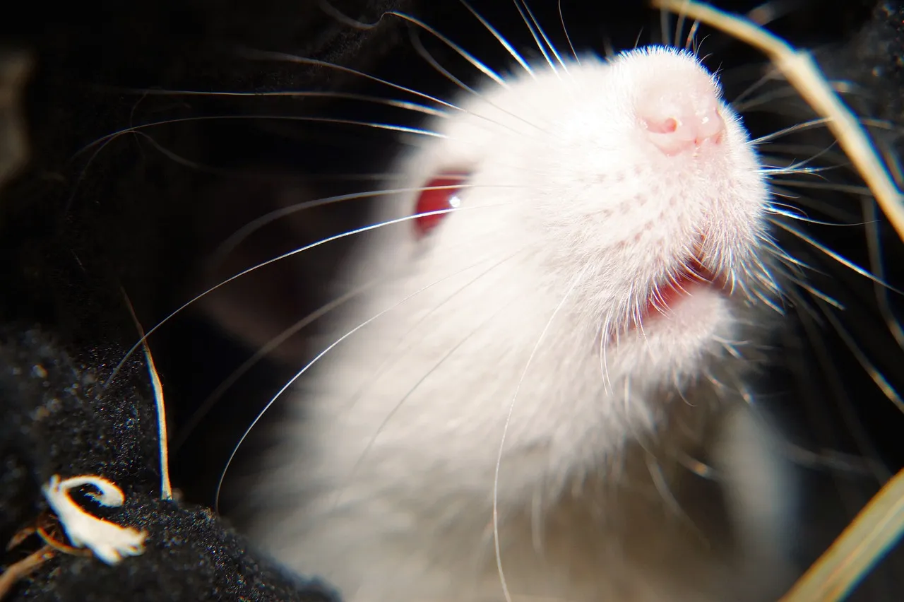 witte rat