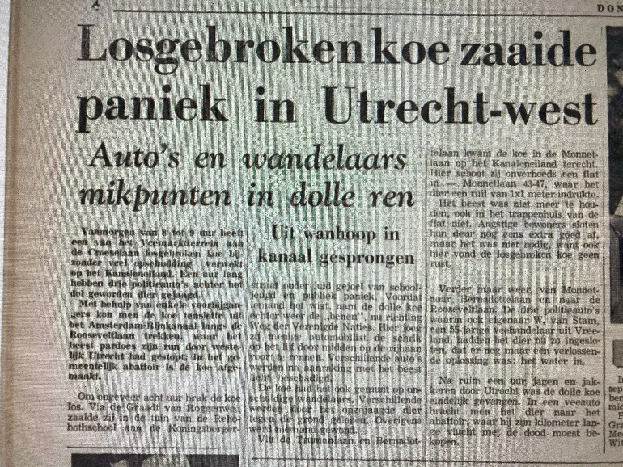 losgebroken koe