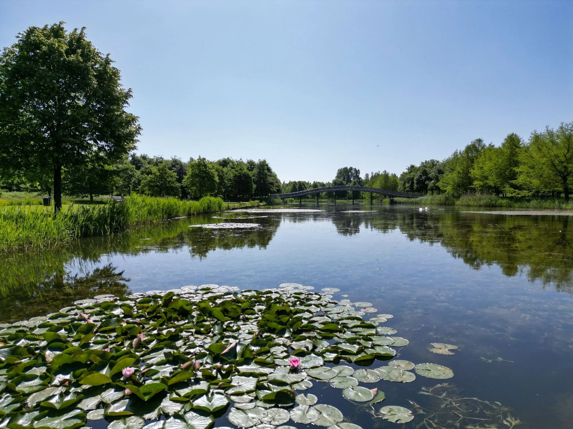 vijver maximapark