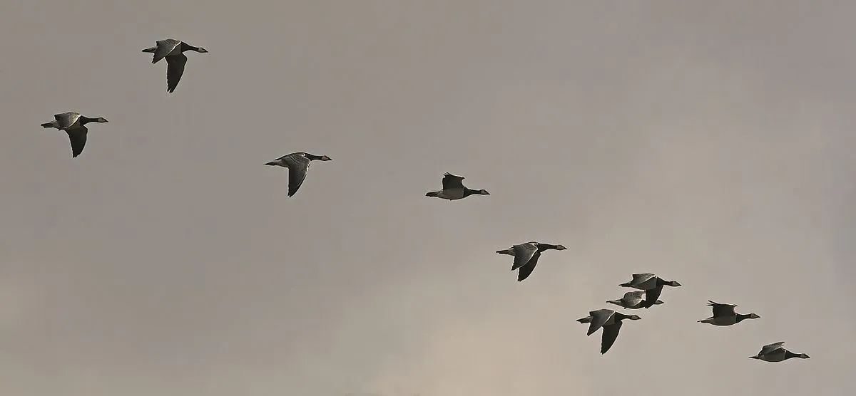 brantaleucopsismigration