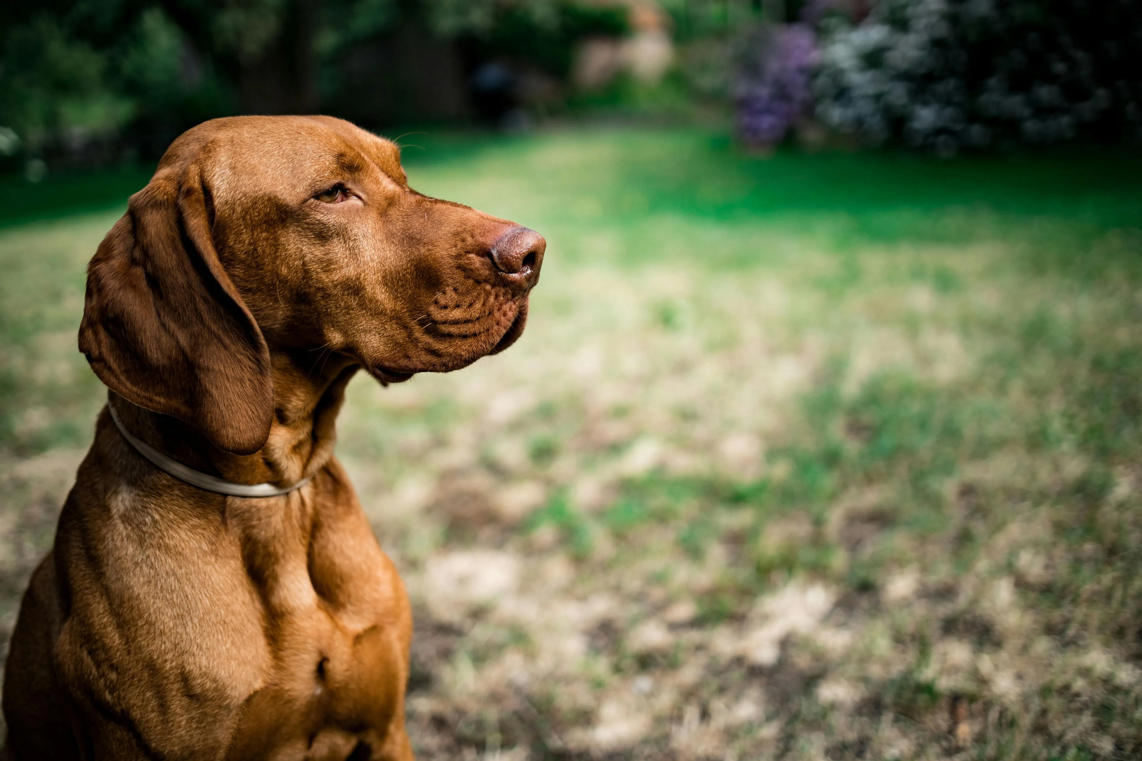 hond