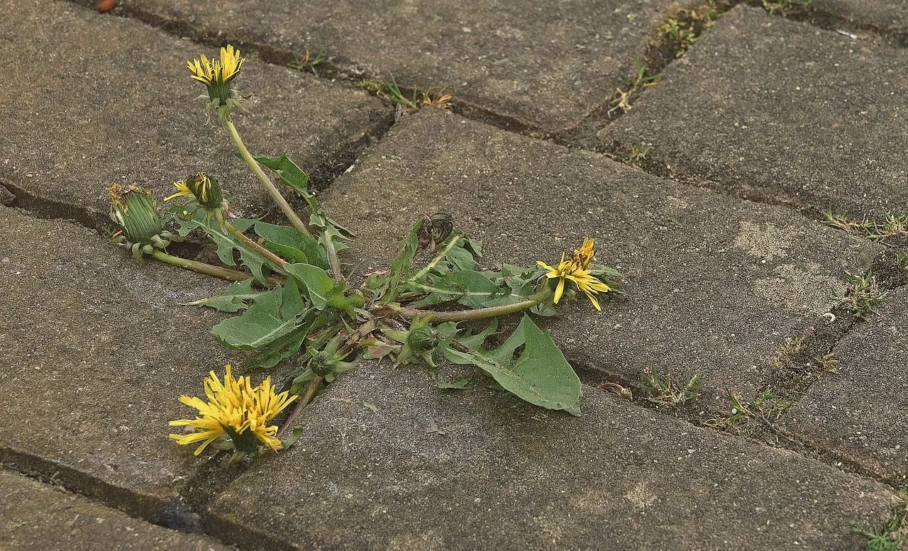 paardenbloem