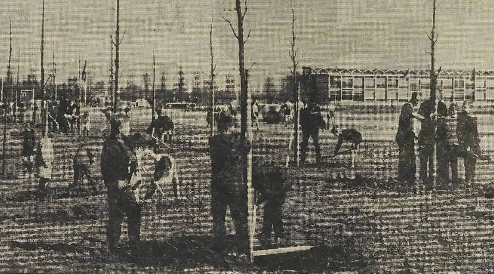 boomplanten
