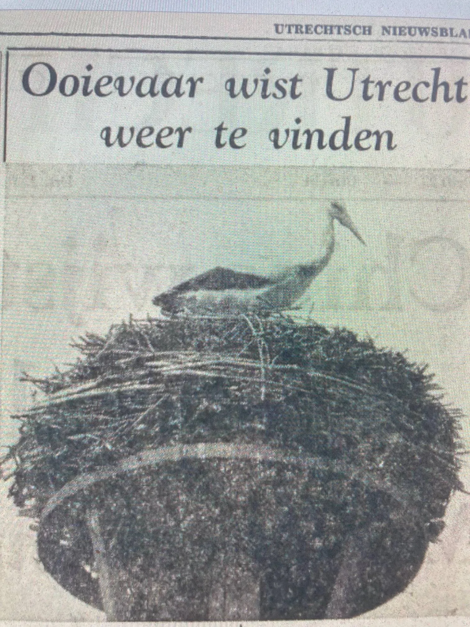 ooievaar in utrecht