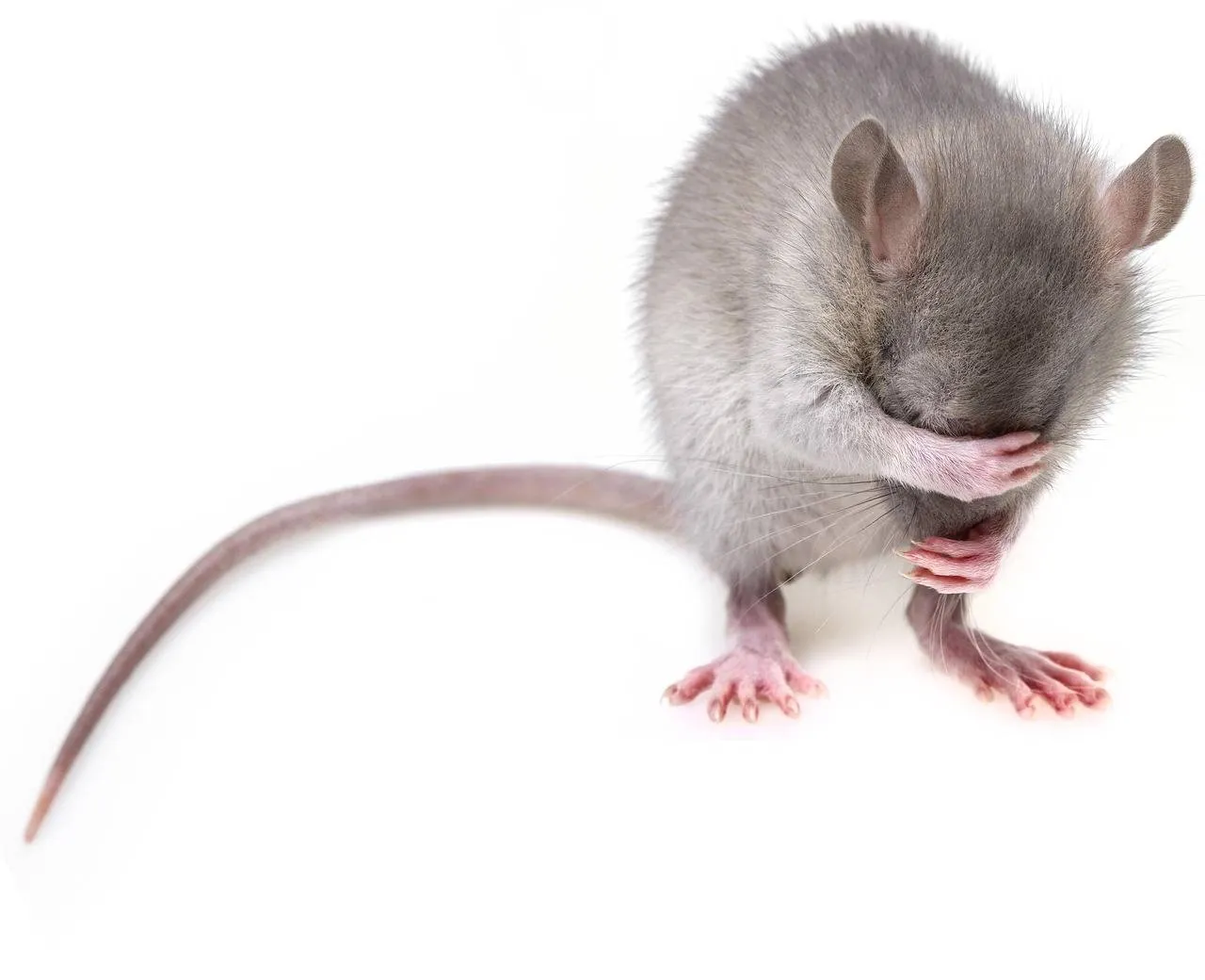 muis