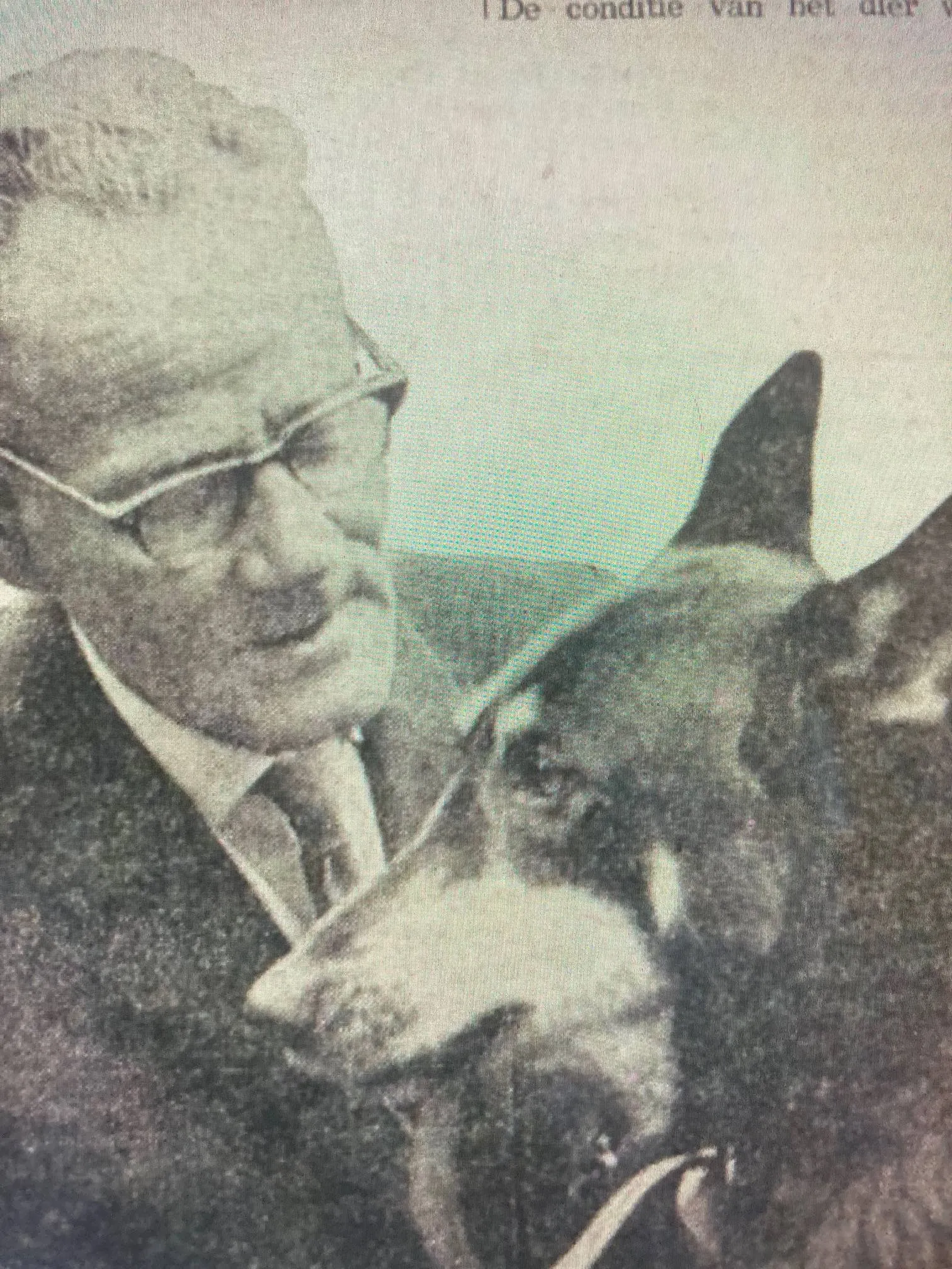 Kees de gashond