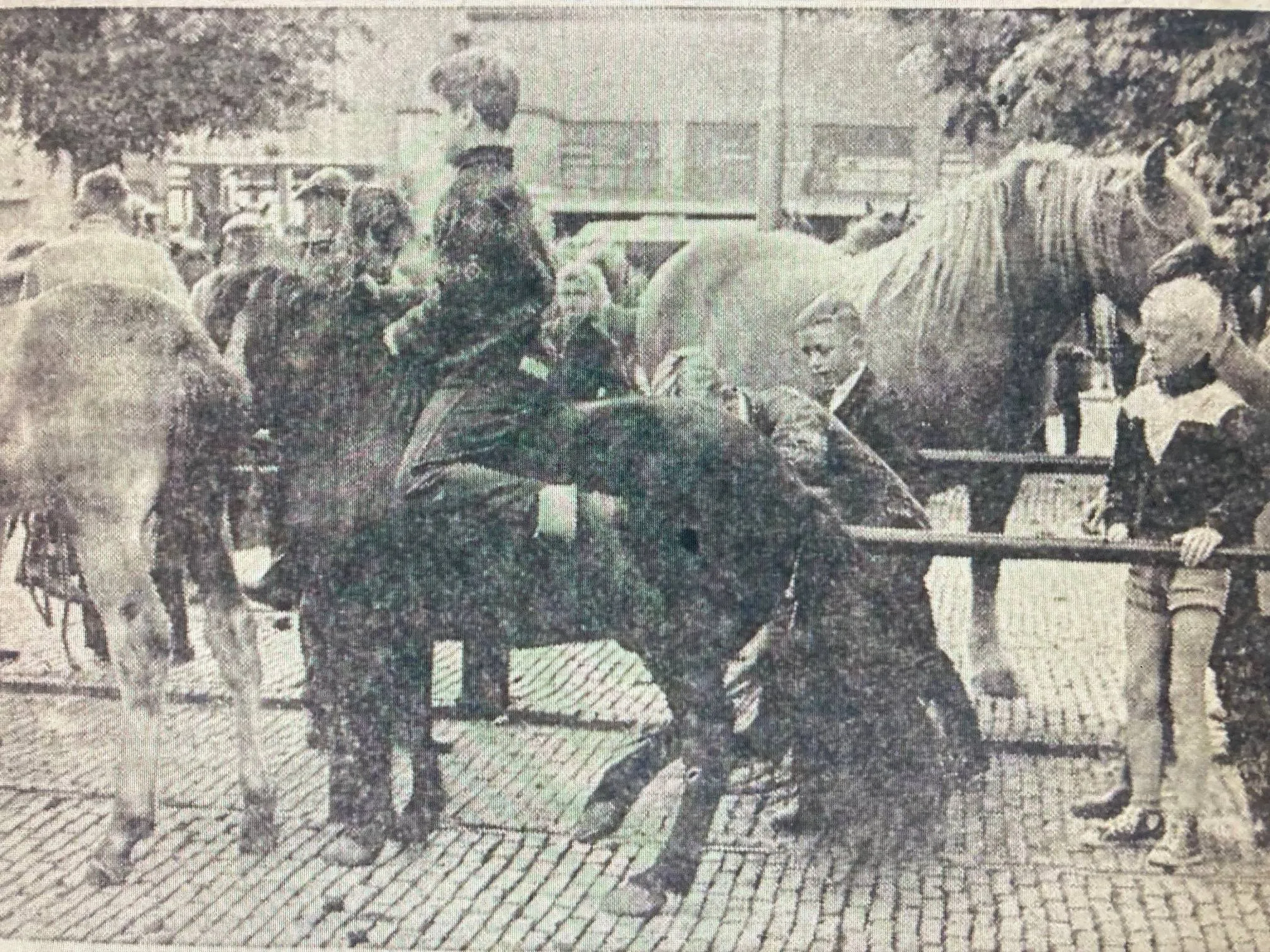paardenmarkt