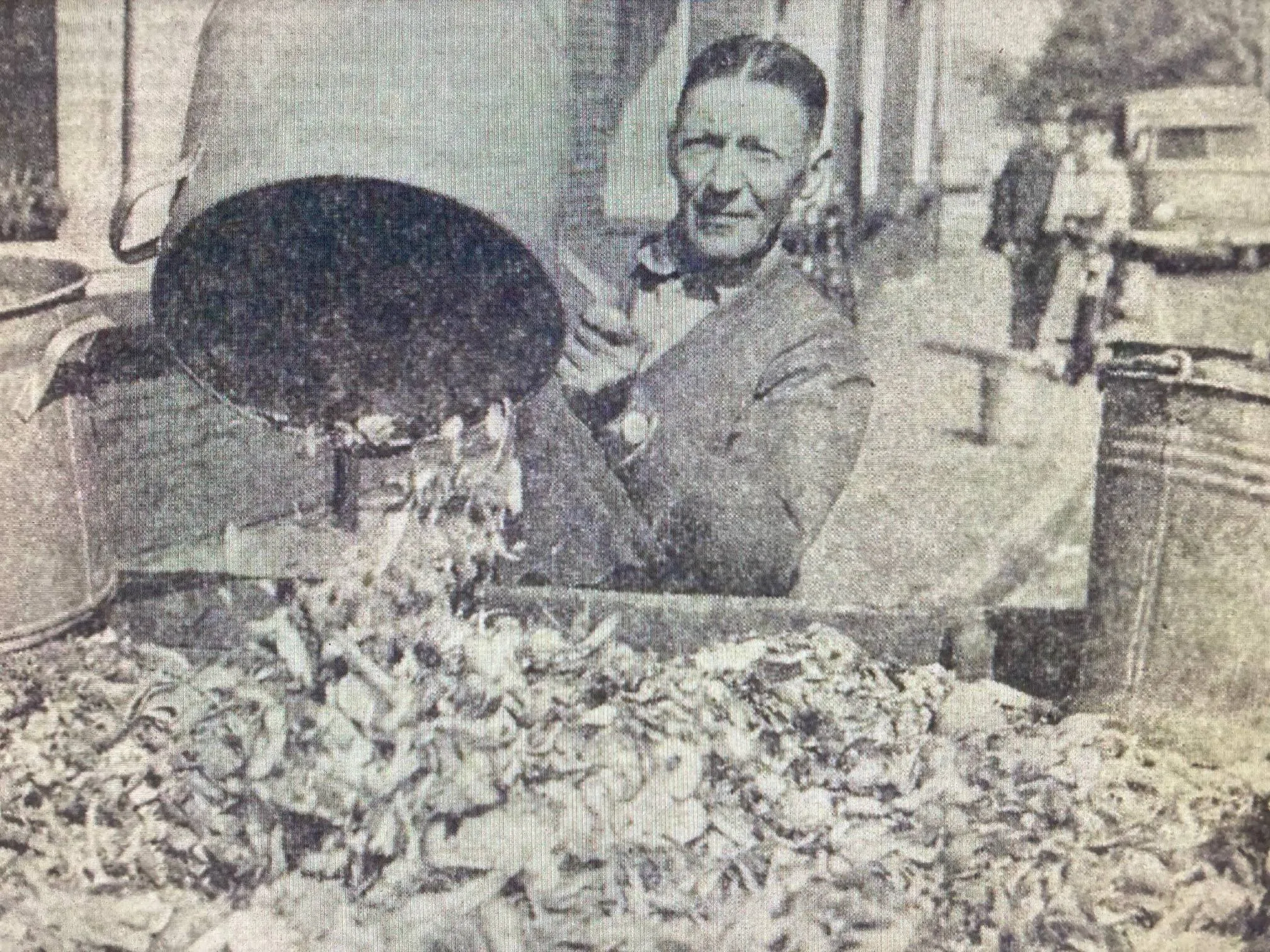 schillenophaler H.P Gaasenbeek