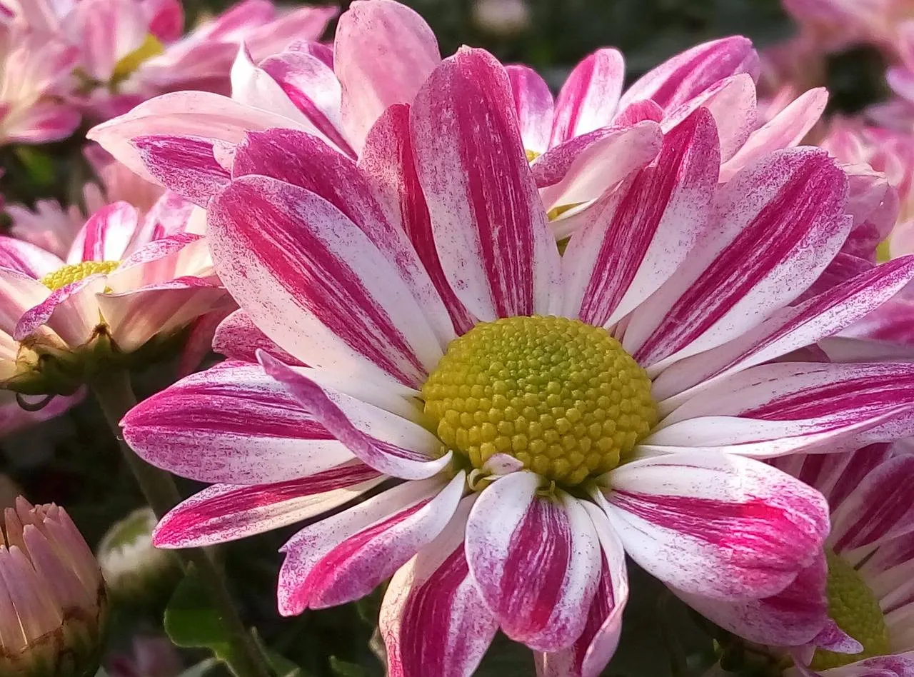 bloem