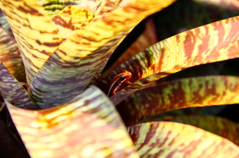 Anthony's pijlgifkikker