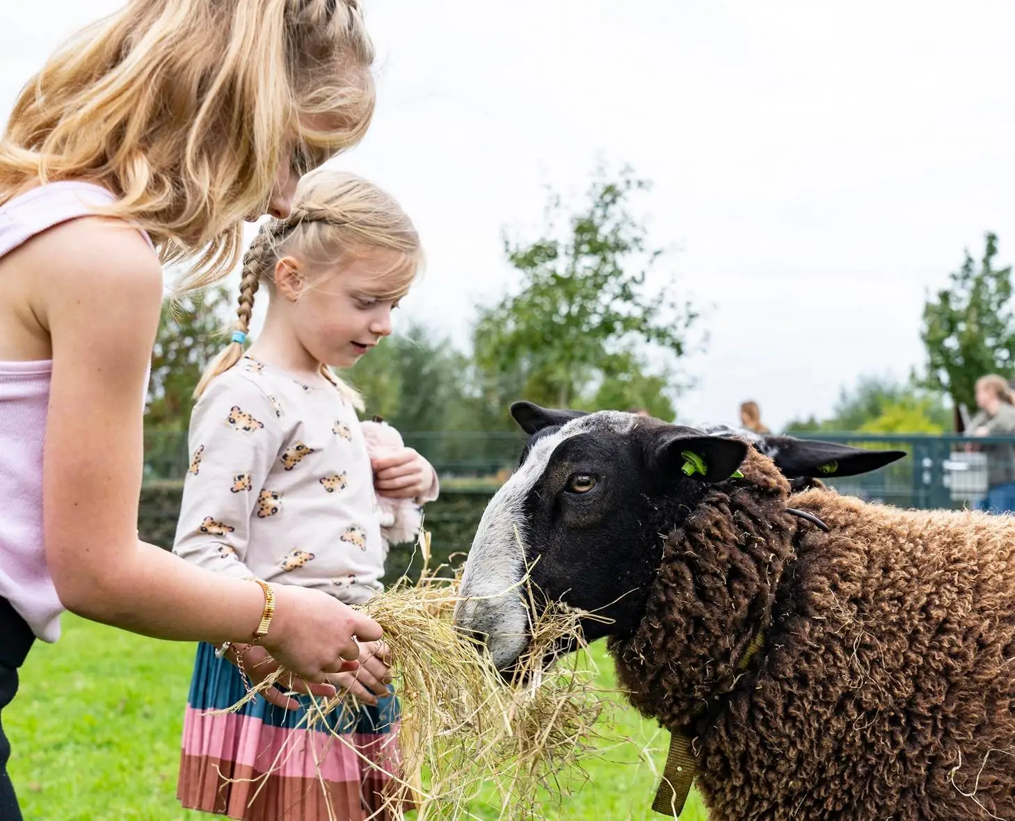 kinderen schaap