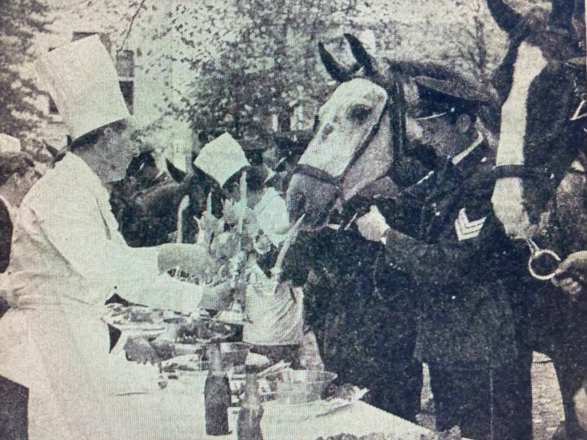dierendag politie-paarden