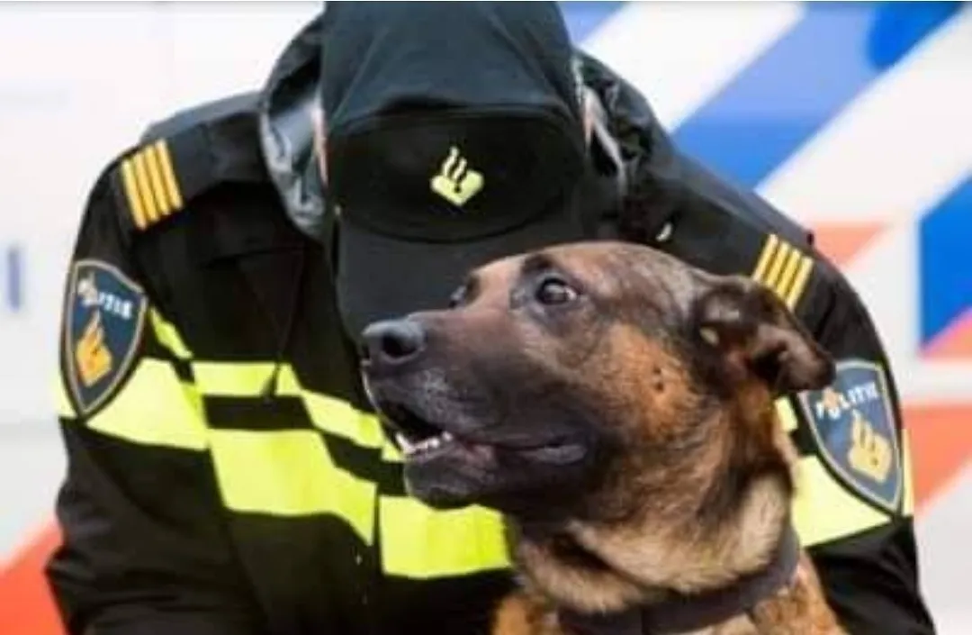 310326248 428322856108707 8665805027942041541 n