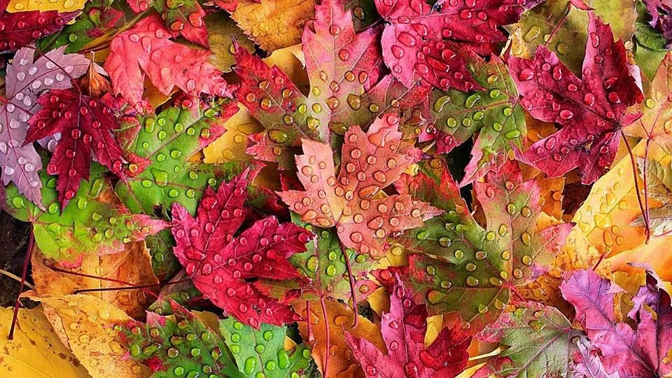 43678686 2153013634717012 3437831096622907392 n