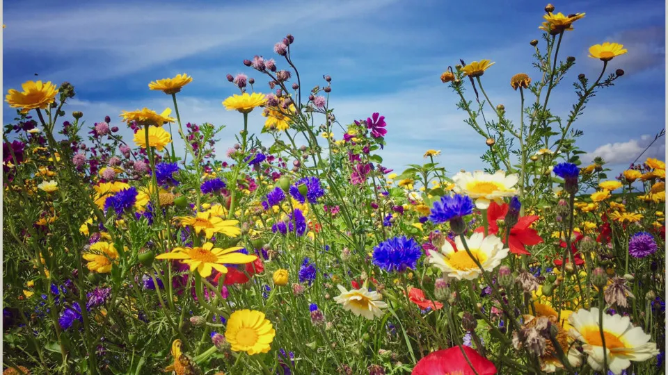 bloemenveld
