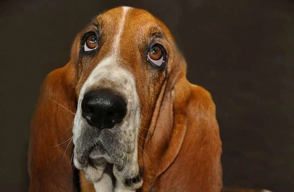 hond45